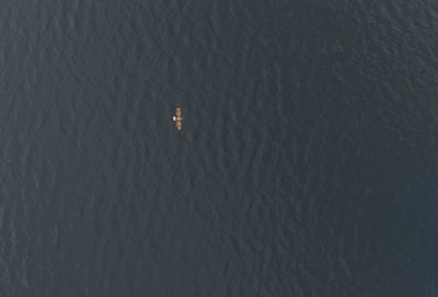 Havørn