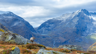 Reinsdyr