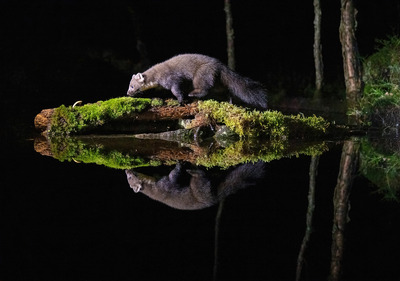 Mår i speilbilde.