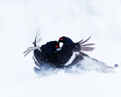 Orrkamp i snø