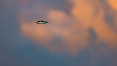 Vakker himmel, vakker fugl