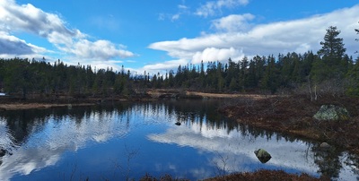 Speilbildet i skogstjern. 