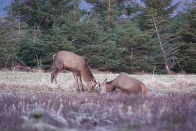 Kveldsunderholdning på første rad
