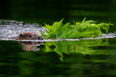 Bever