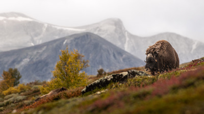Høst i fjellet