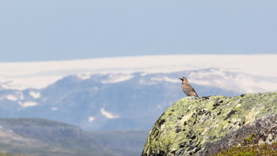 Fjellerke mot Hardangerjøkulen