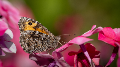 Kystringvinge (Hipparchia semele)