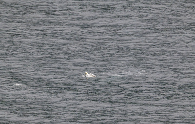 Havsule med fangst i Hessafjorden i Ålesund.