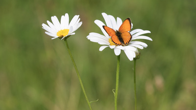 Fra blomst til blomst