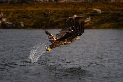 The catch