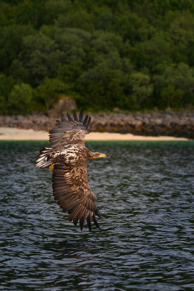 A wisper to the ocean