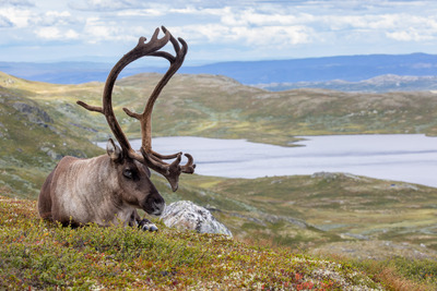 Avslappet reinsdyrbukk