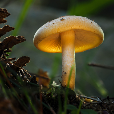 Sopp i naturen