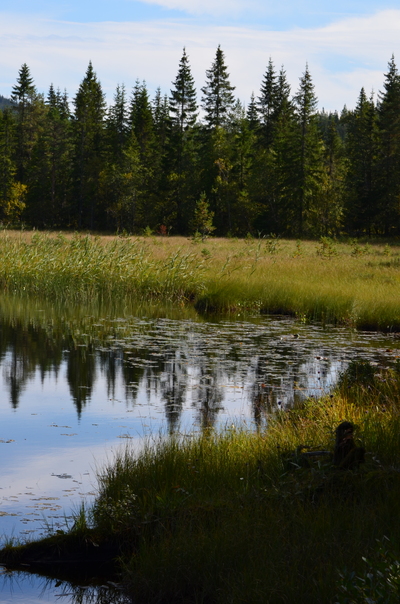 Stilhet i skogen 