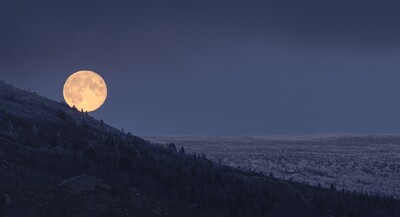 Trillende måne