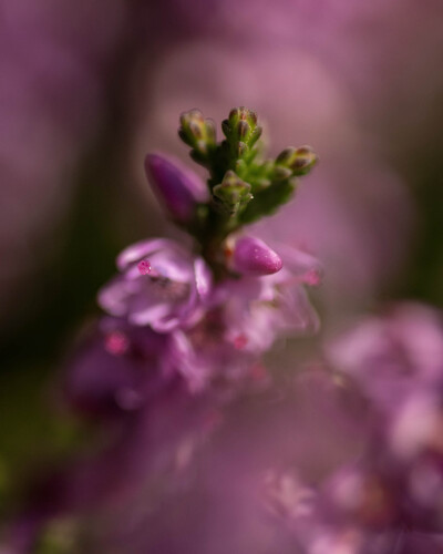 Heather