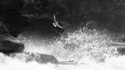 Stormens engel