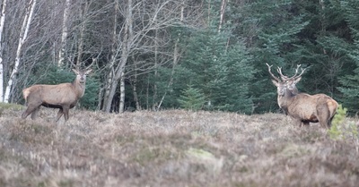Trio i skogen
