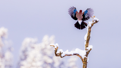 Nøtteskrike inn for landing