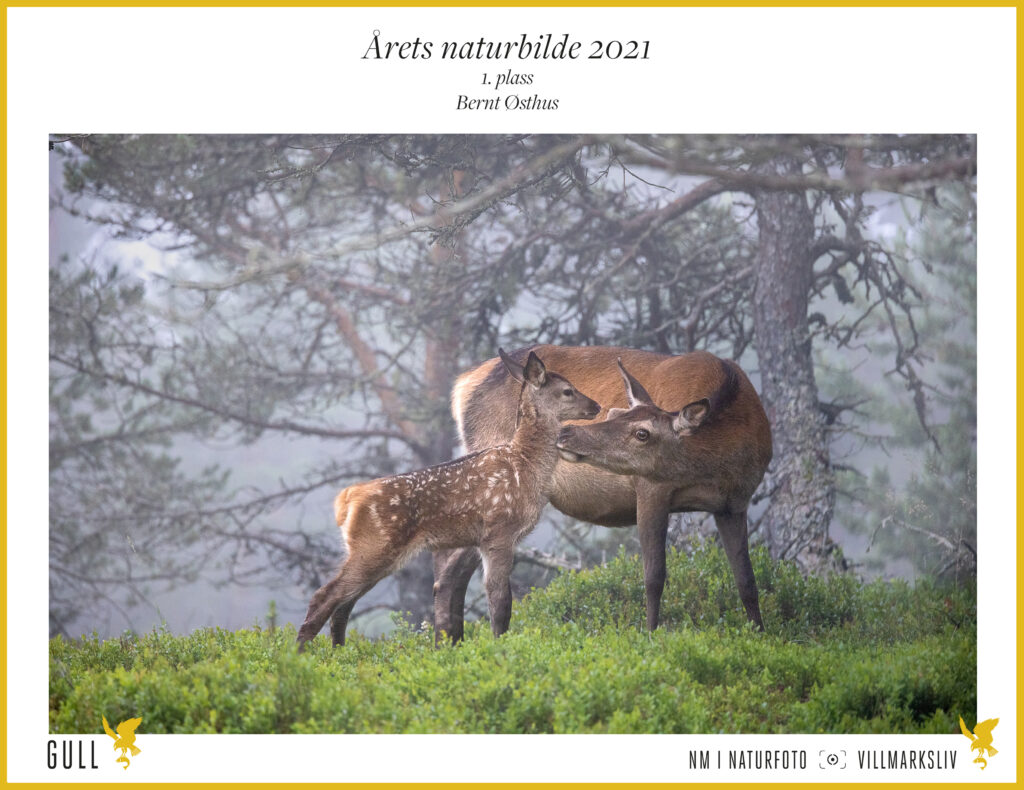 NM i Naturfoto: Årets Naturbilde 2021