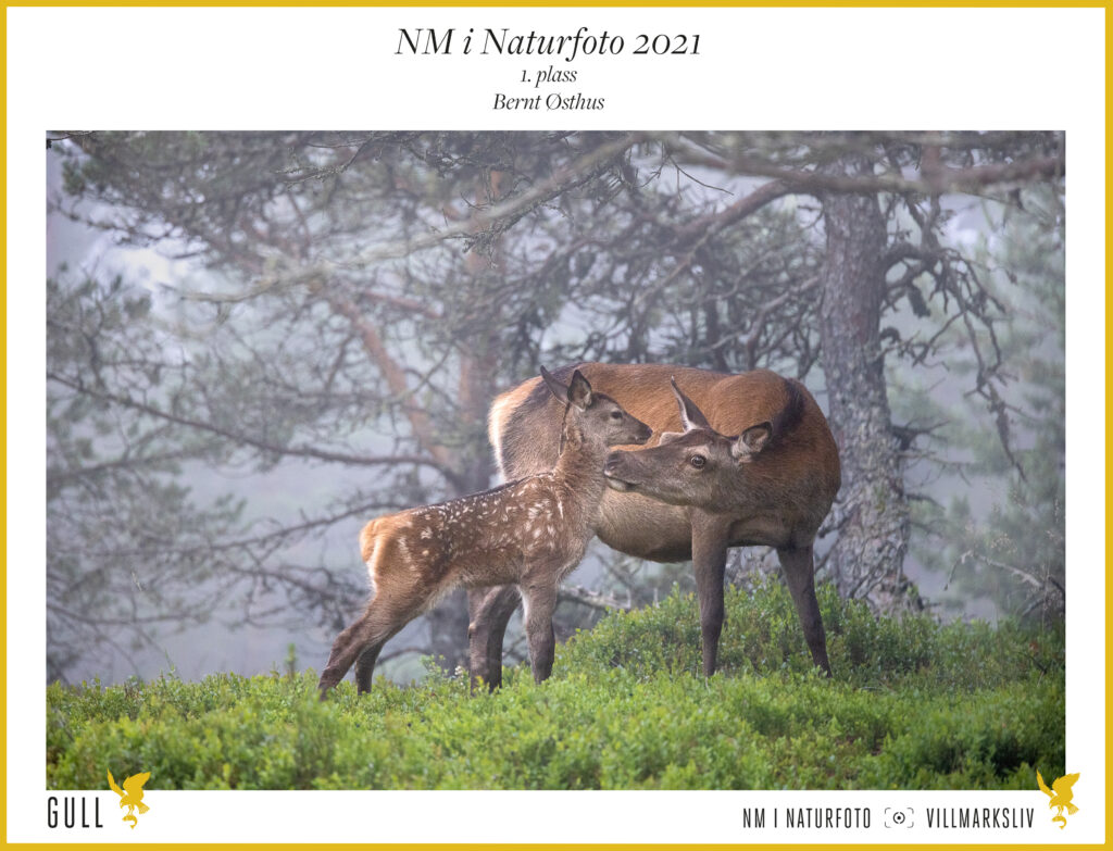 Norgesmester i Naturfoto 2021 – Topp 10