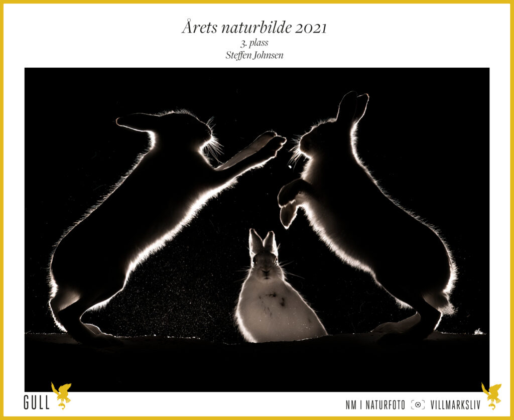  4. plass Årets Naturbilde 2021: Andre Berli, Reinsbukk.To hanner i kamp med en tredje som ser på som "dommer".