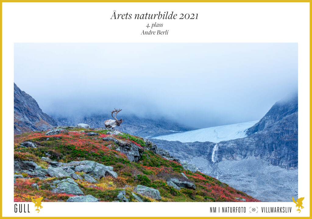  4. plass Årets Naturbilde 2021: Andre Berli, Reinsbukk.