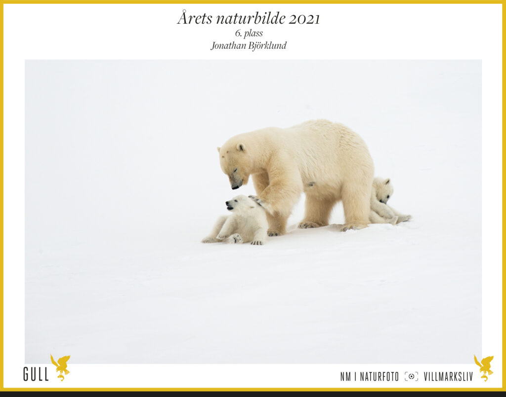 6. plass Årets Naturbilde: Jonathan Björklund, Isbjørnmor.Isbjørnmor med to isbjørnunger.