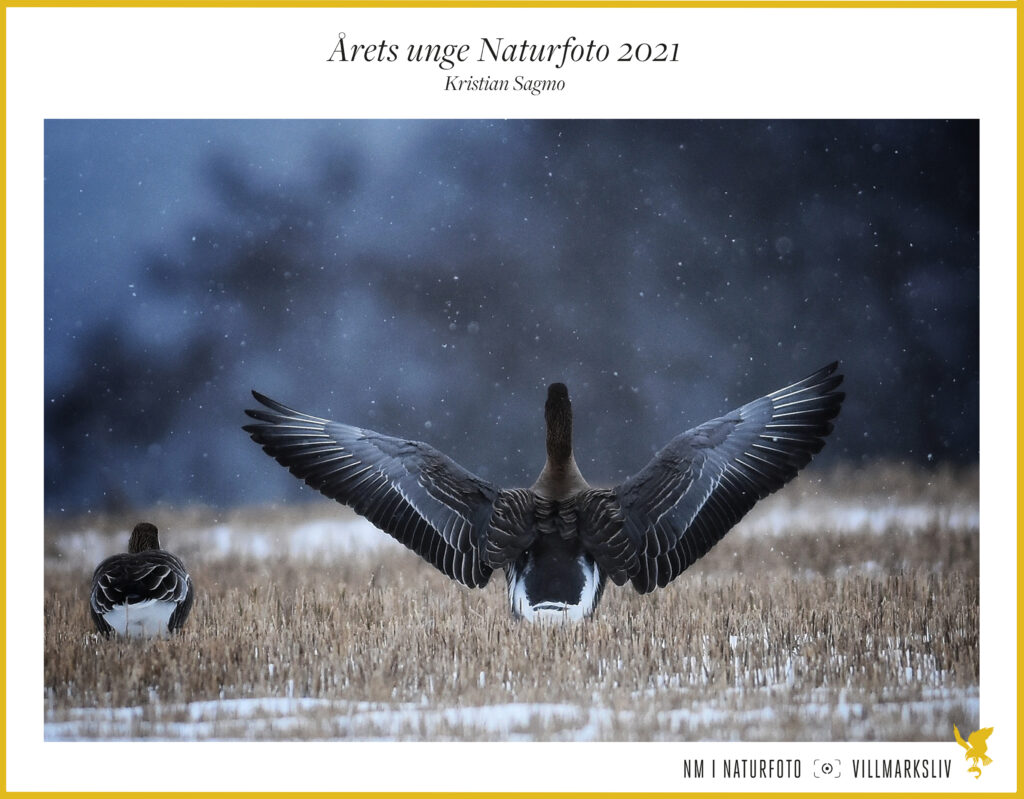 Årets unge naturfotograf 2021