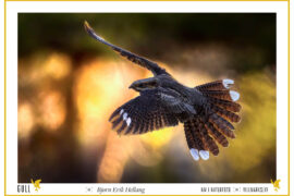 Natteravnlanding i solnedgang