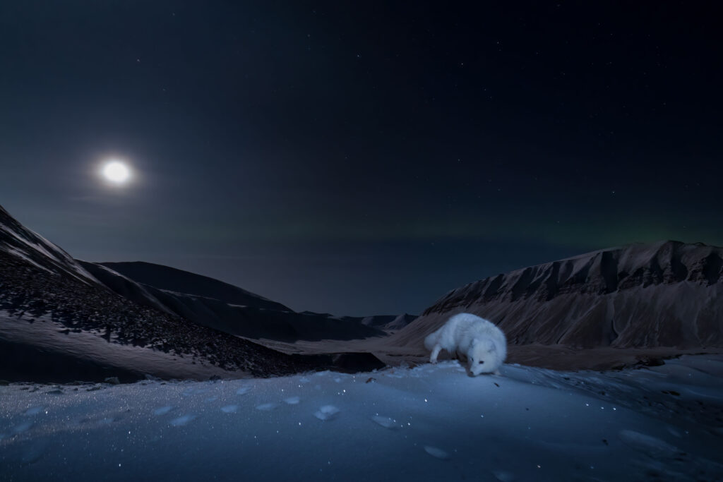 Bilde av fjellrev under fullmåne og med nordlys i bakgrunnen. 