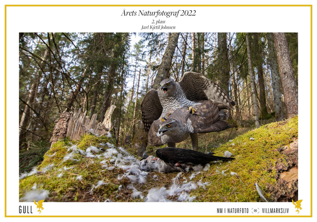 Romantikk i haukeskogen.