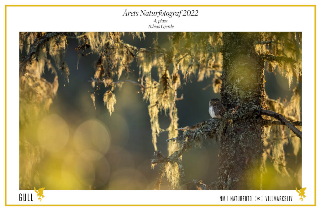 NM i Naturfoto – Årets Naturfotograf 2022