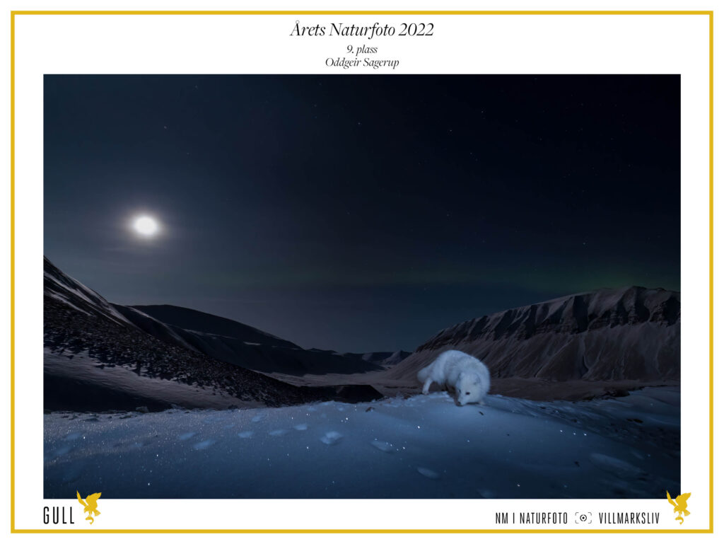 Fjellrev under fullmåne og nordlys, Oddgeir Sagerup. 9. plass i kategorien "Årets Naturfoto 2022" i NM i Naturfoto 2022.