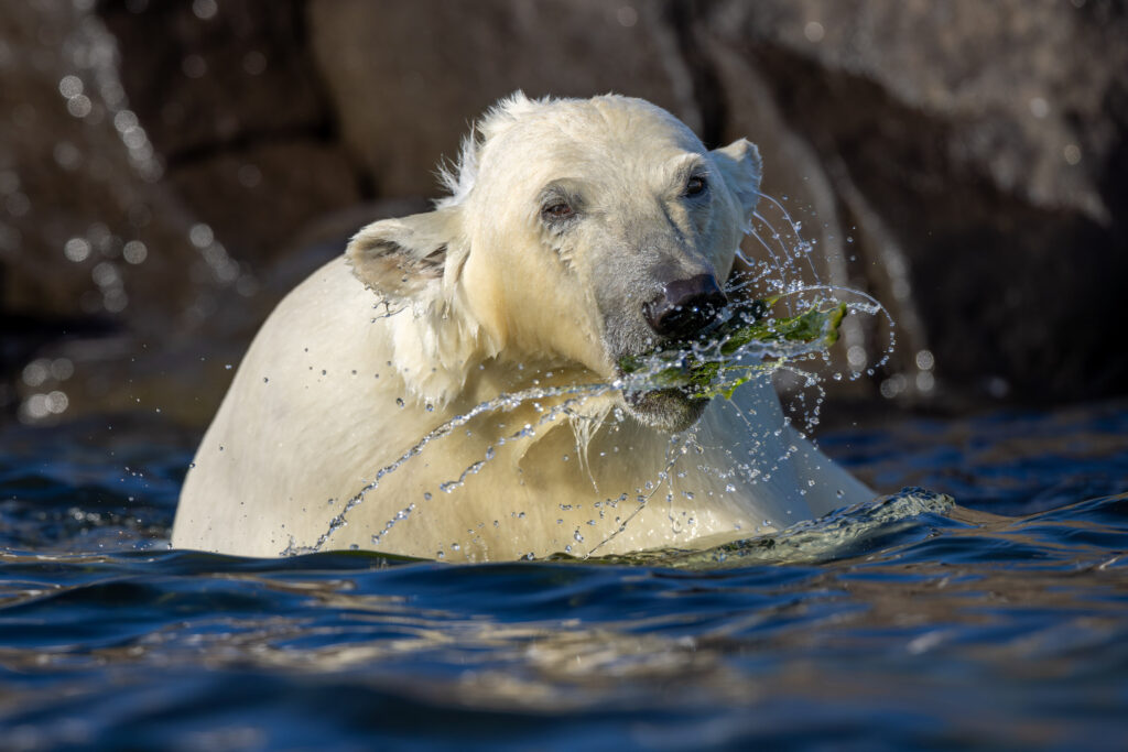 Isbjørn leker med sjøgress i sjøen.