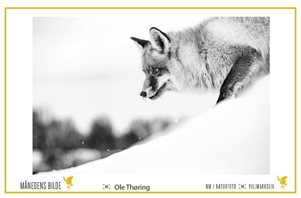 Mikkel på tokt, fotografert av Ole Thøring. Månedens bilde runde 1,  NM I Naturfoto 2024.