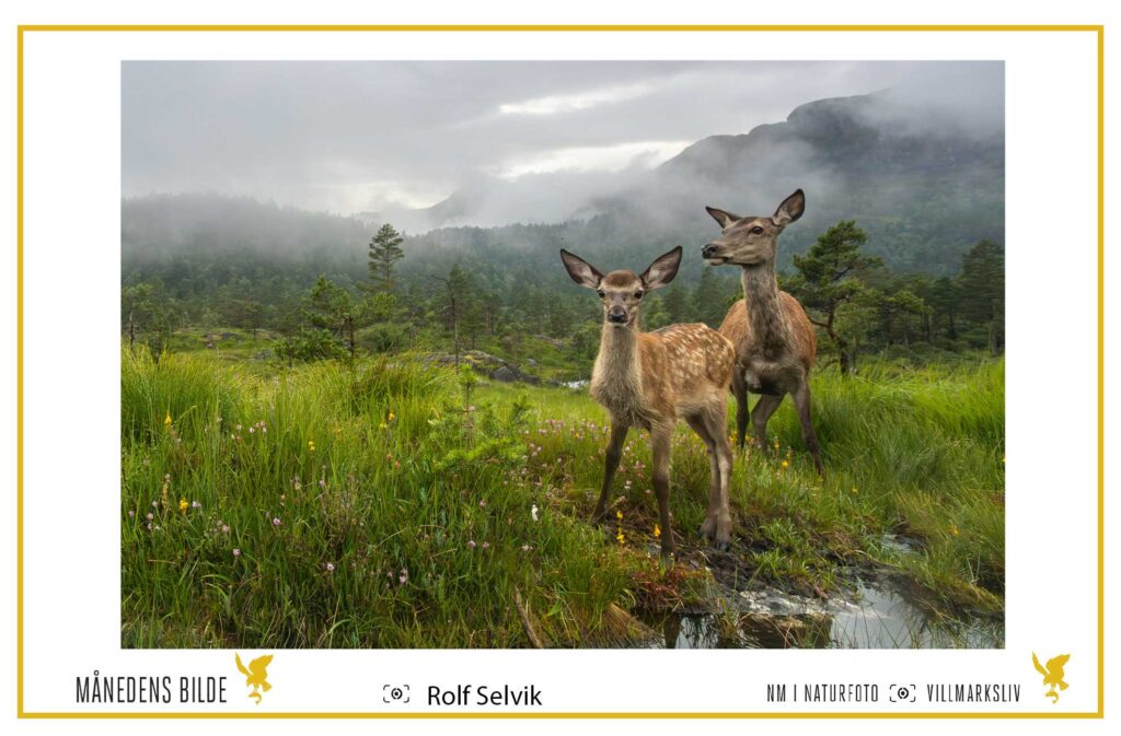 Kolle og kalv i sommerlandskap. Foto: Rolf Selvik