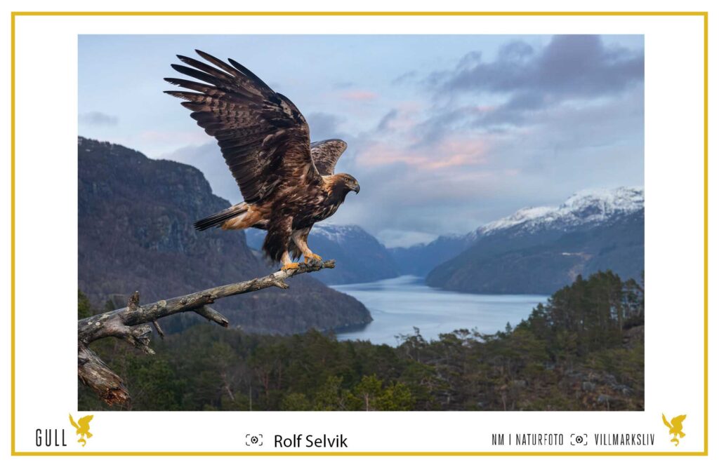 Kongeørn i fjordlandskap. Foto: Rolf Selvik.