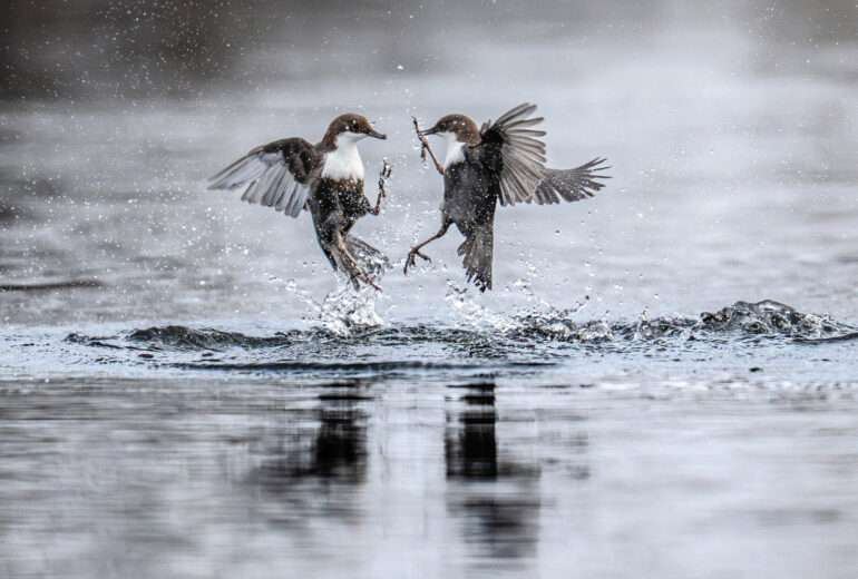 Foto: Arne K Mala