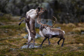 Her har fotografen fanget naturens råskap i form av to reinsdyrsbukker som kjemper om damenes gunst. «Det var mange krumspring undervegs, og jeg prøvde å halde mest mulig avstand for ikkje å forstyrre eller stresse dyra, men eg trur ikkje dyra enset meg. Dei hadde nok med sin eigen kamp», skriver han. NIKON Z 9, 400mm, 1/1600 sek, f/2.8, ISO 640